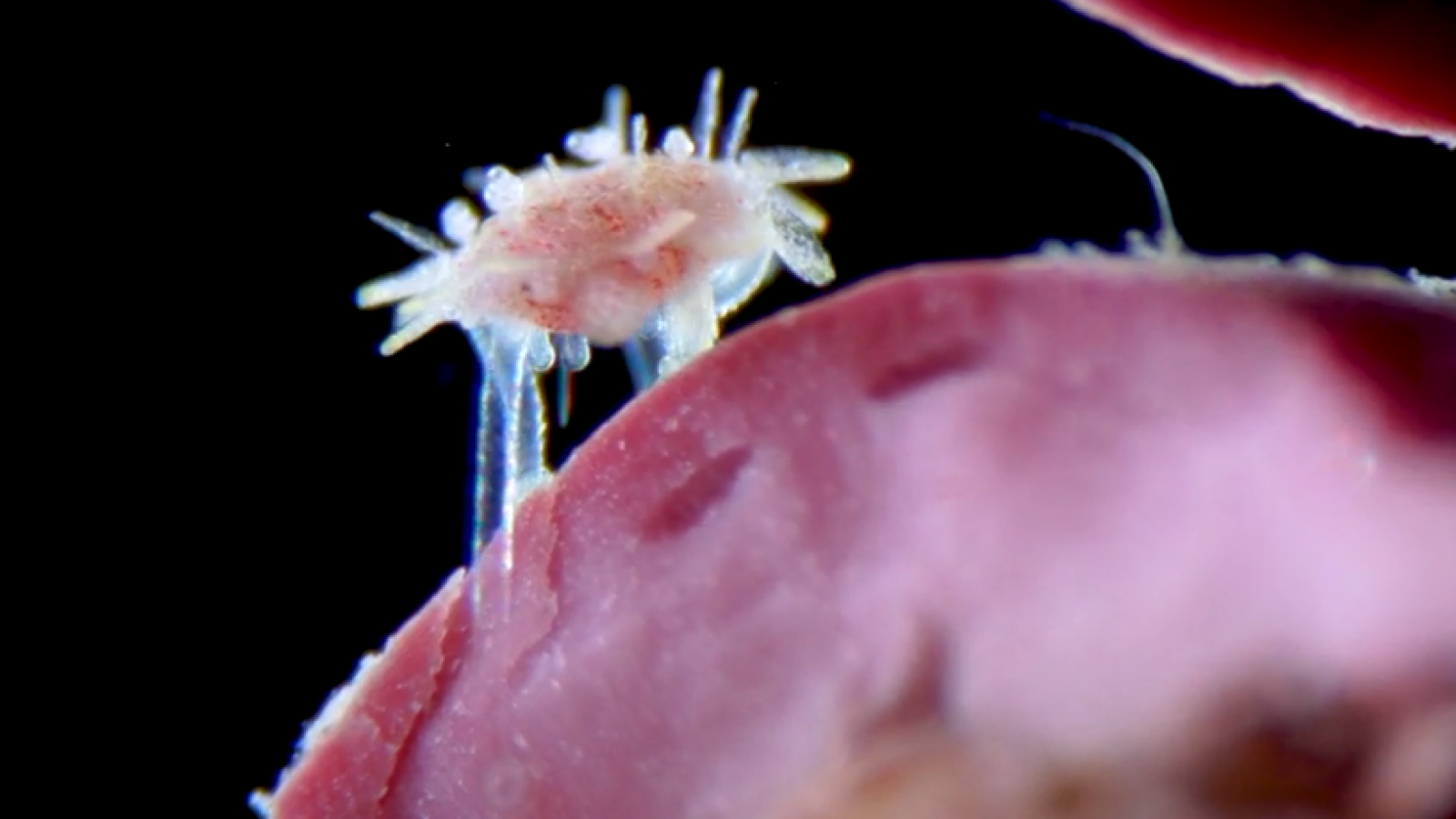 A small juvenile sea urchin crawling on red algae.