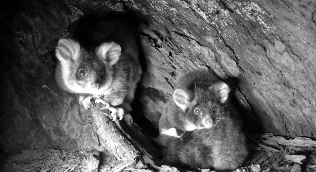 A black-and-white image of two greater gliders, Pip and Milo