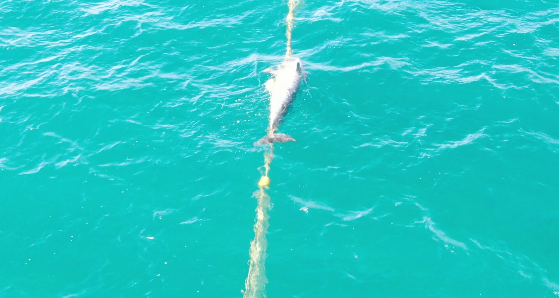group airs video of dolphin in shark net
