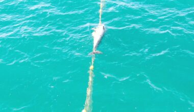 group airs video of dolphin in shark net