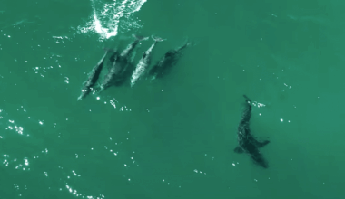 Could trained dolphins be the solution to Australia’s Great White crisis?