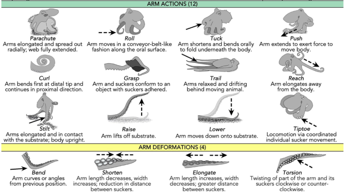 a key to the 4 arm movements and 12 arm behaviors that octopuses are capable of