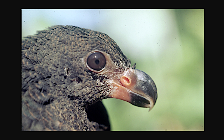 The juvenile manumea photographed by Ulf Beichle.