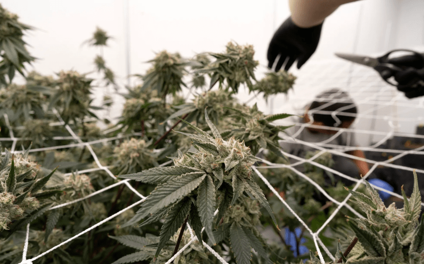 California’s Marijuana Industry Gets a Break Under New Law Suspending Tax Hike