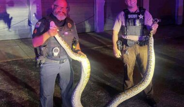 South Florida Police Apprehend 14-Foot Burmese Python Near Busy Road