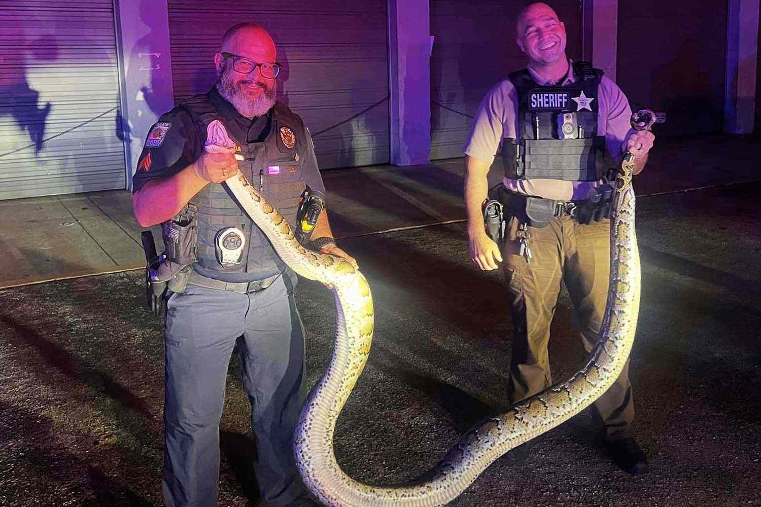 South Florida Police Apprehend 14-Foot Burmese Python Near Busy Road