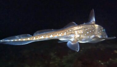 'Ghost sharks' are lurking off the coast of Washington – and they have teeth growing out of their foreheads