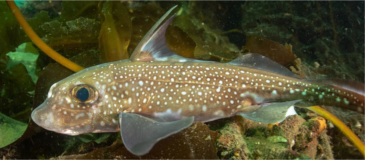 Spotted ratfish in sea