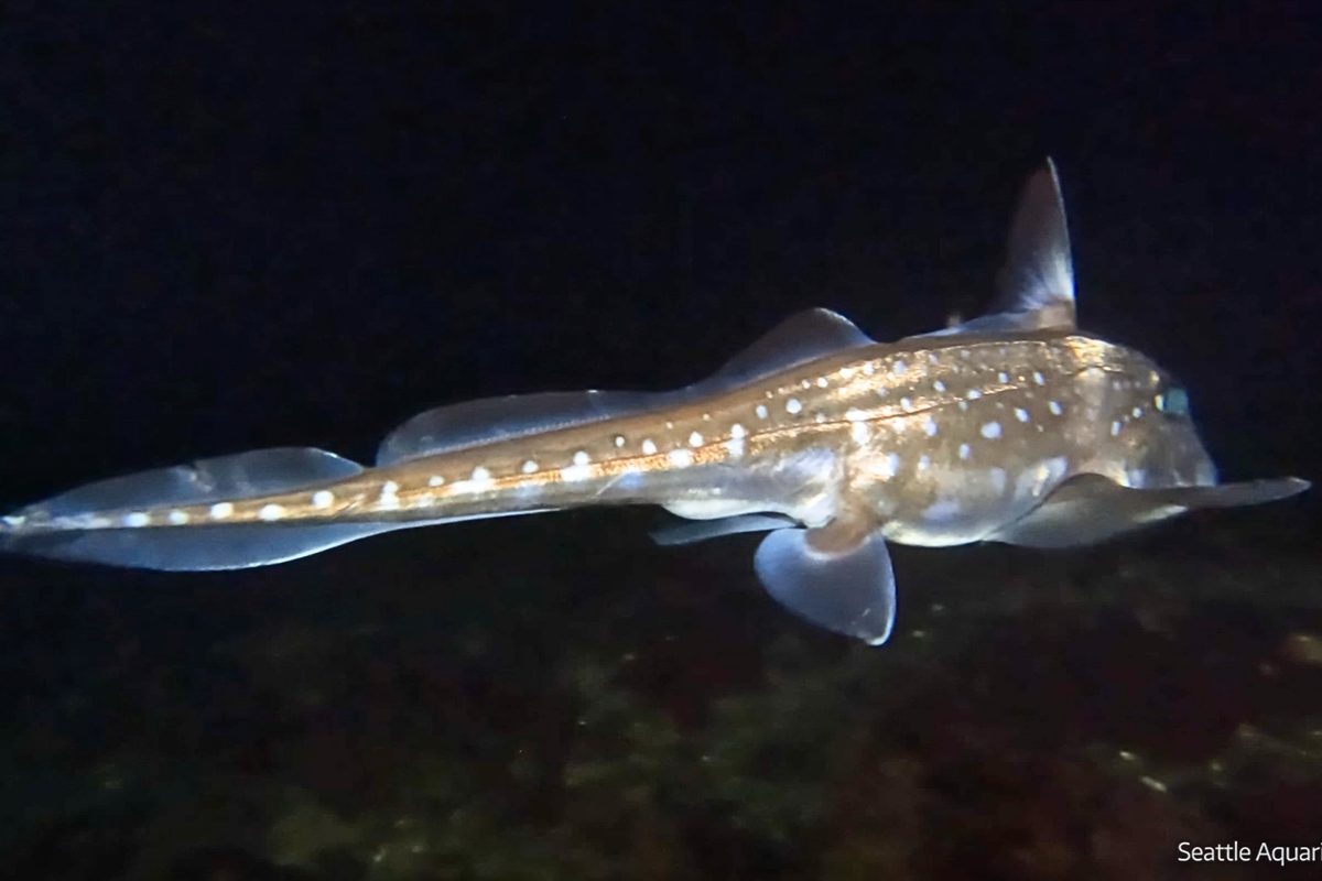 'Ghost sharks' are lurking off the coast of Washington – and they have teeth growing out of their foreheads