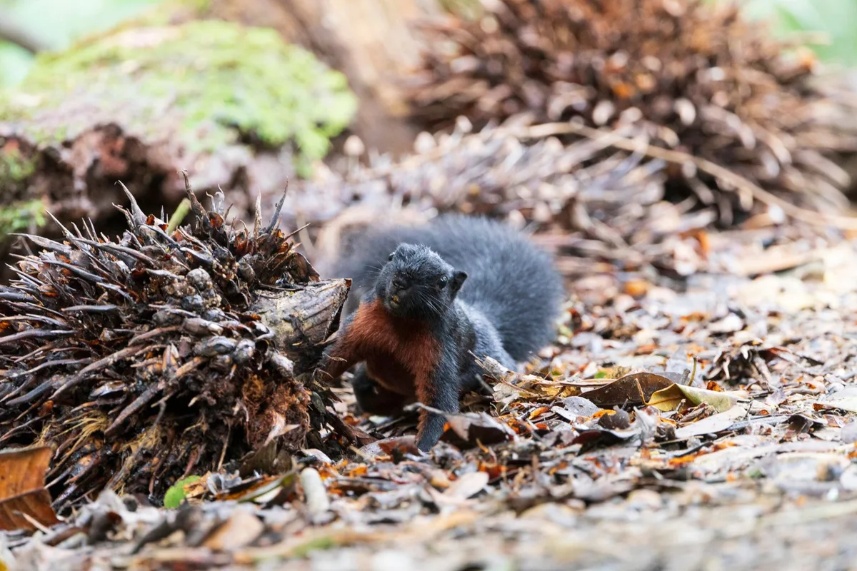 A prevost's squirrel in a rainforest in Tambunan, Malaysia
