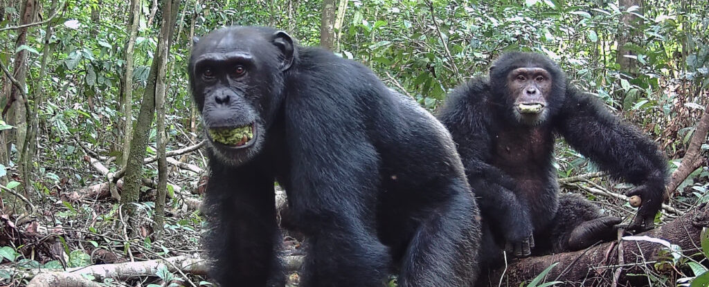 Wild Chimps Consume The Equivalent of a Beer a Day, Study Finds : ScienceAlert