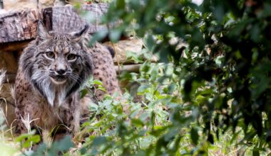Algarve lynx spotted in the Pyrenees