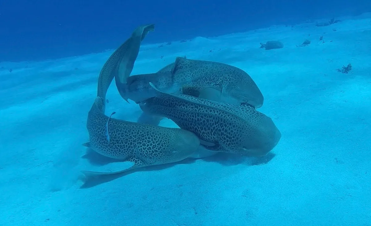 Three leopard sharks mating