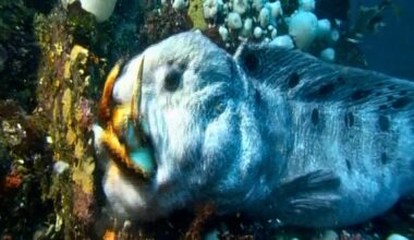 Diver has close encounter with 2.5m giant off Vancouver Island