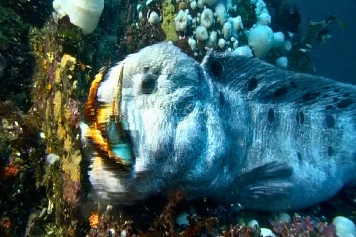 Diver has close encounter with 2.5m giant off Vancouver Island