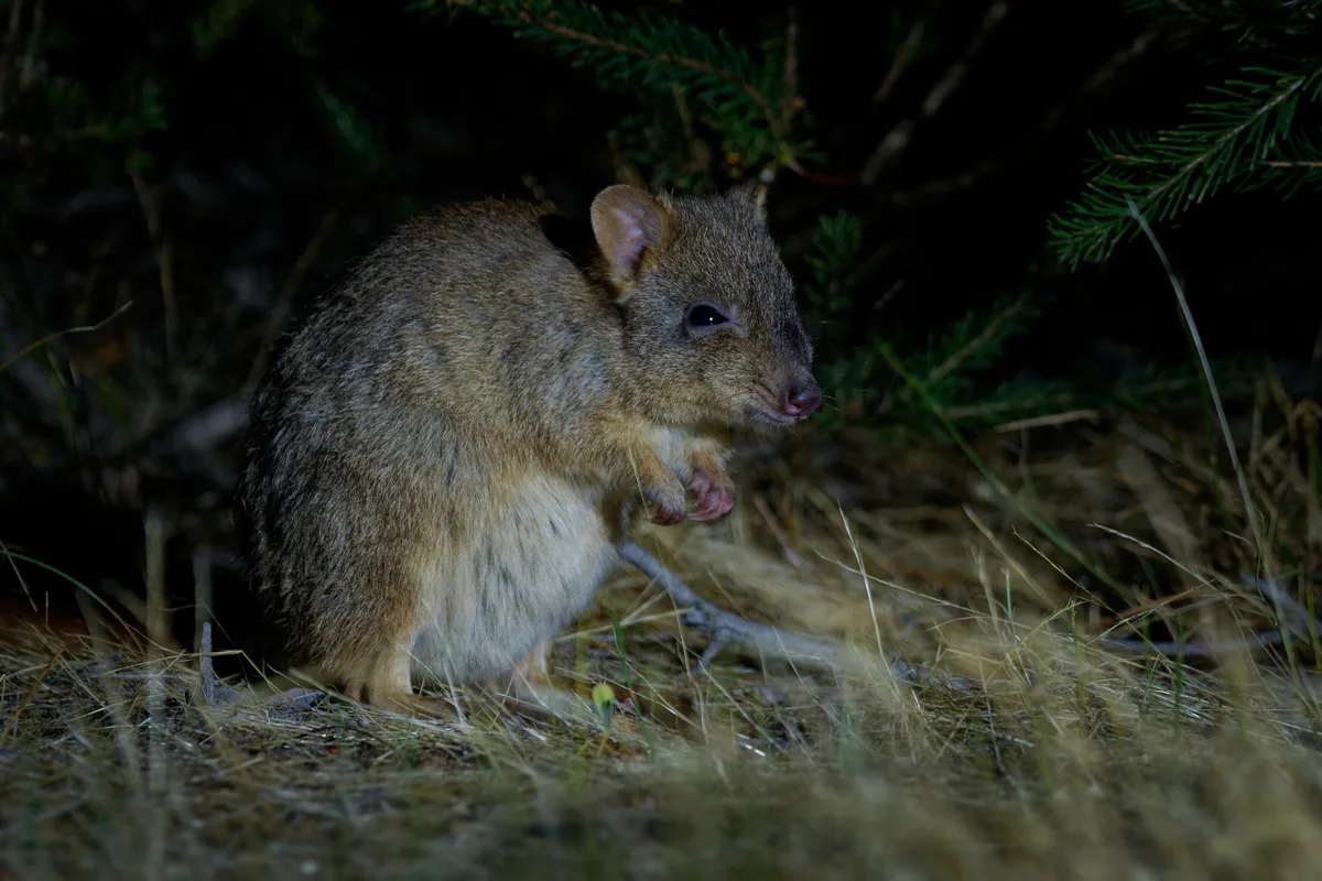 Woylie or brush-tailed bettong