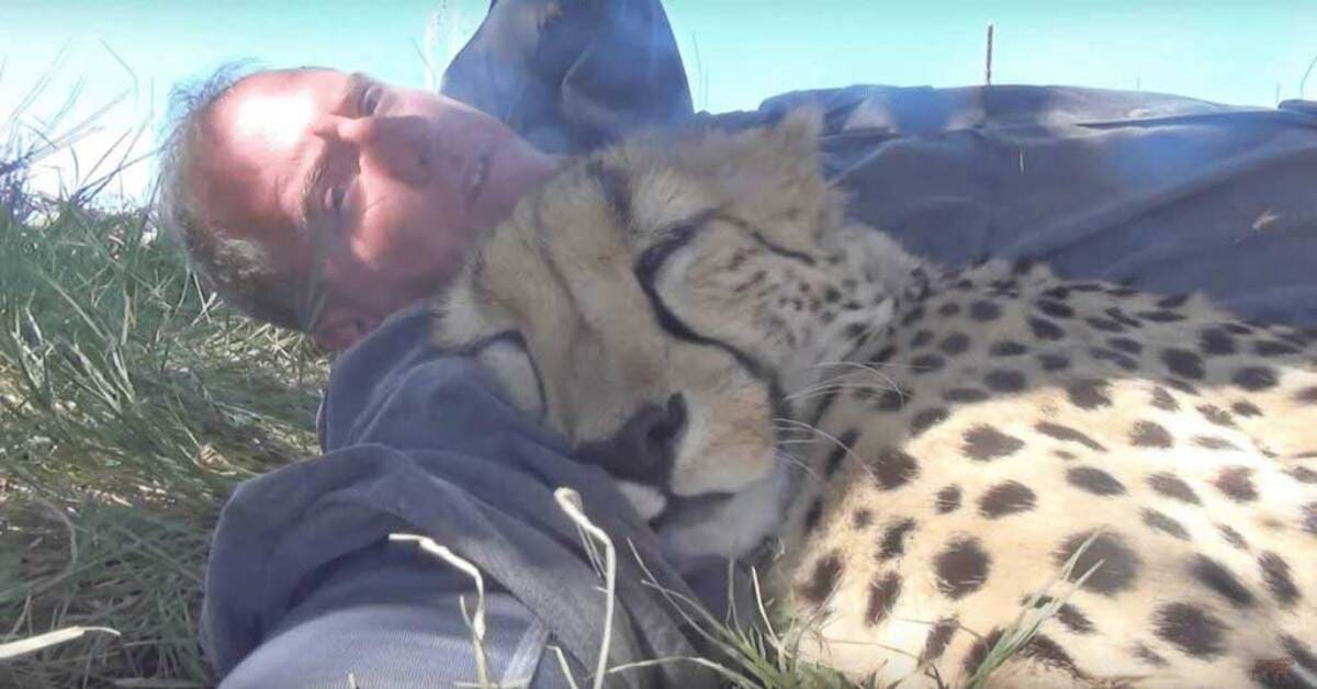 a cheetah sleeping against him 1
