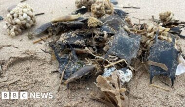 'Shark surveying helped improve my mental health'