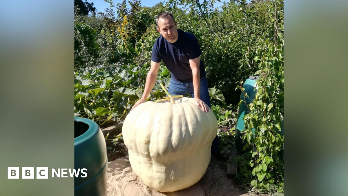 A man in a blue shirt and jeans standing over a giant white pumpkin. He is standing inside a garden.