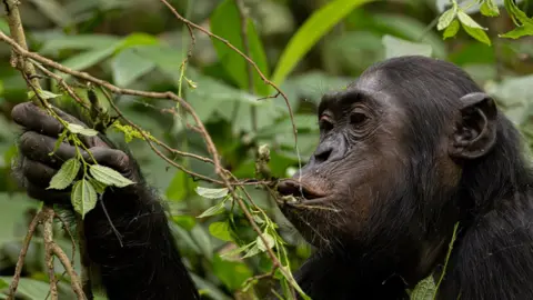 Getty Images A chimpanzee in a forested setting, surrounded by dense green foliage. The chimpanzee is holding onto leafy branches, and the background is filled with various shades of green from the surrounding vegetation. 