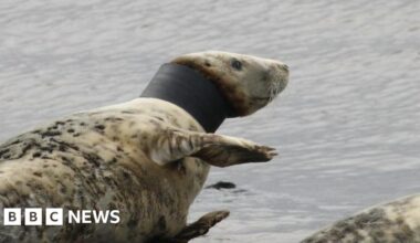 Rathlin seal with black tubing around its neck being monitored