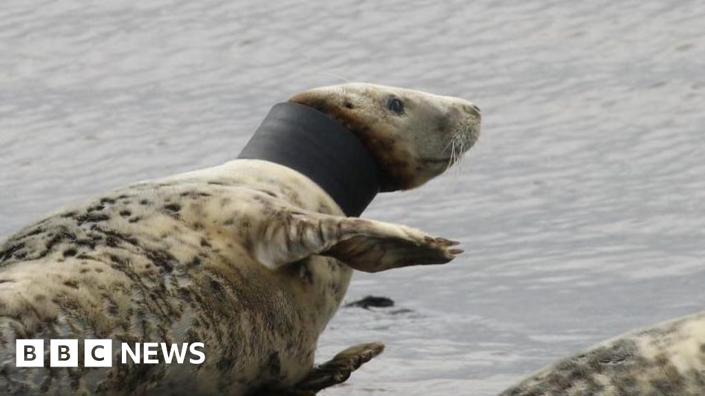 Rathlin seal with black tubing around its neck being monitored