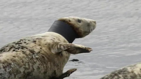 DAERA A seal is lying on rocks. It has a large black tube stuck on its neck. Other seals are beside it.