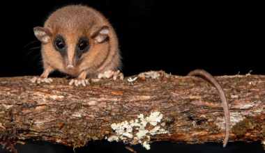a small brown mouse-like marsupial with large black eyes, small ears, and a long, narrow nose sits on a branch and stares at the camera