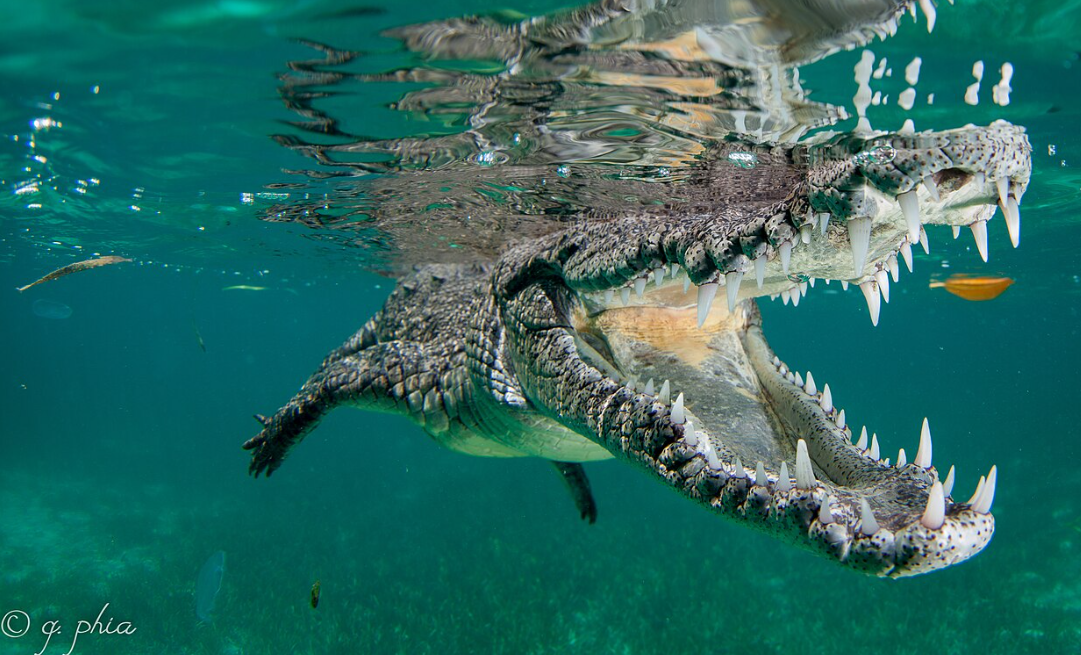 American Crocodile (Photo: Wikimedia Commons)