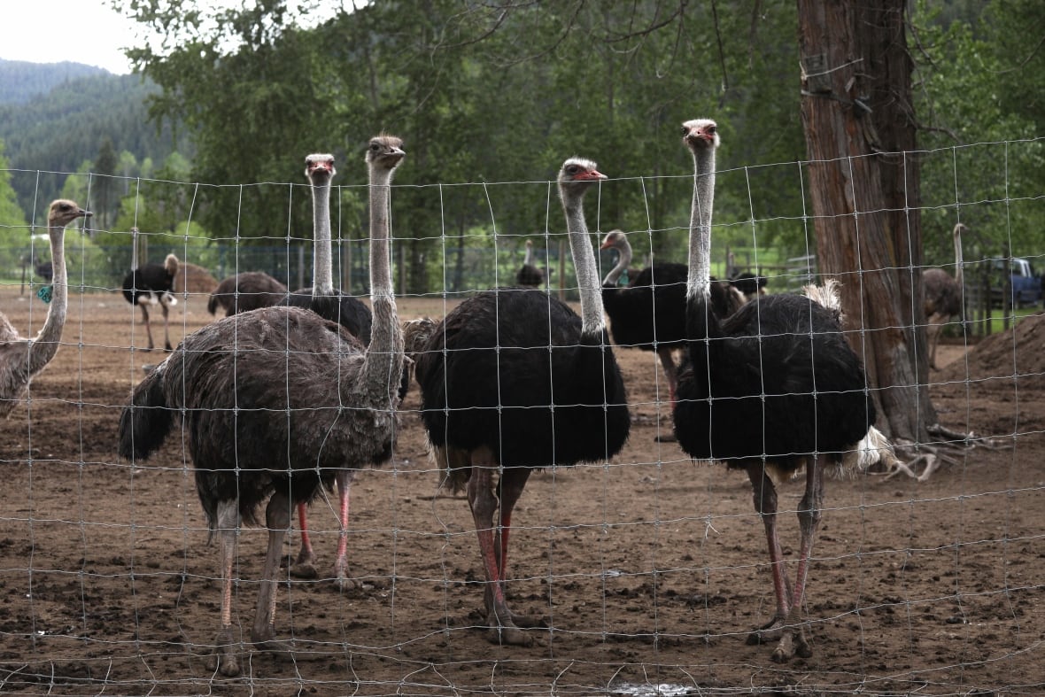 Three ostriches stand behind a chicken wire fence