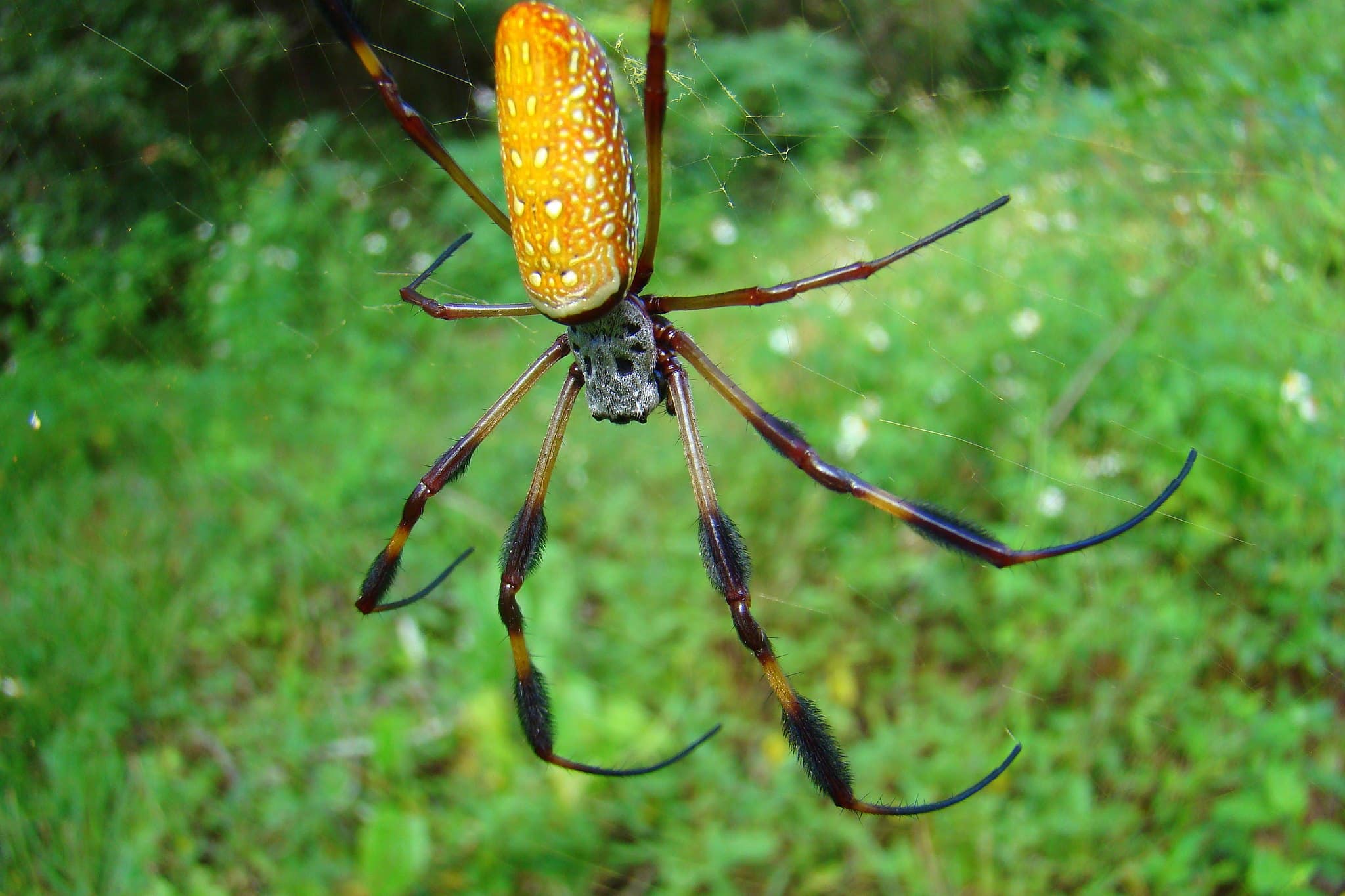 Banana spider golden silk orb-weaver