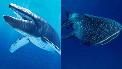 Blue Whale vs. Whale Shark: Comparing the giants’ size, diet, habitat, and oceanic behaviour