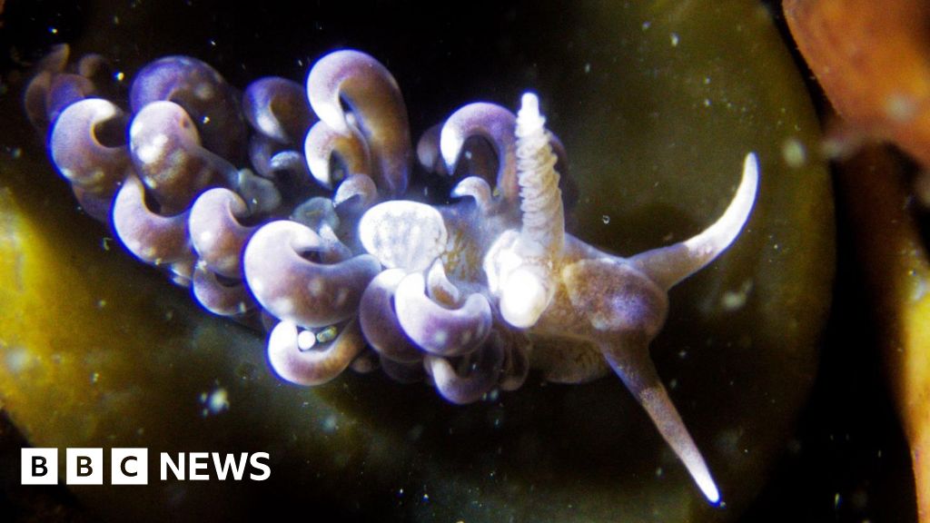 Tropical 'hair curler slug' found for first time in UK waters