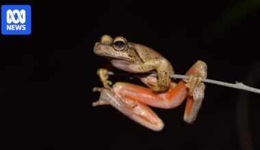 Endangered Littlejohn's tree frog finally bred in captivity amid habitat threat
