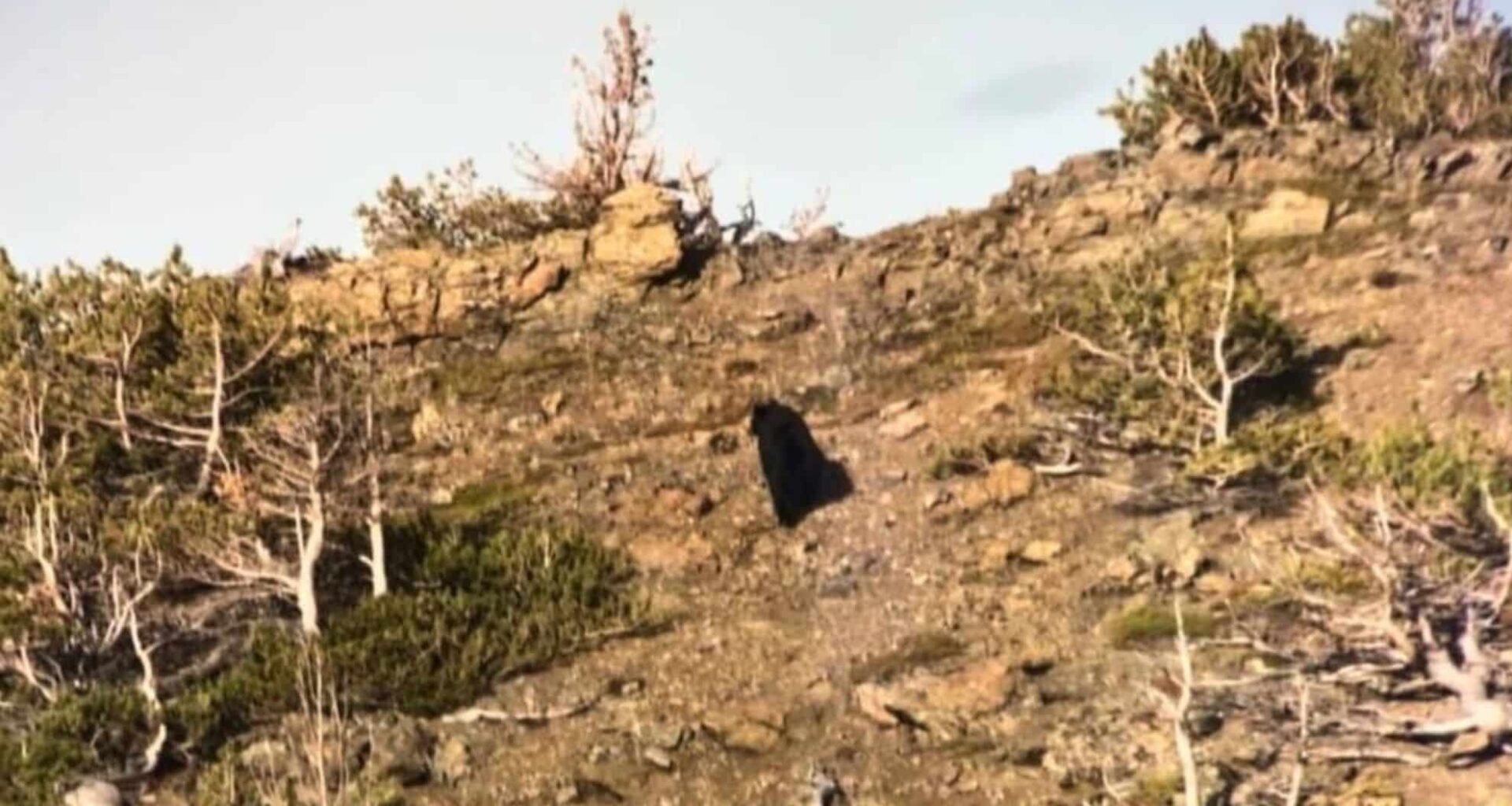 Cameras Capture Long Missing Predator In California Park After A Decade