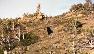 Cameras Capture Long Missing Predator In California Park After A Decade