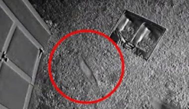 Revealed: The Australian suburbs most overrun by possums