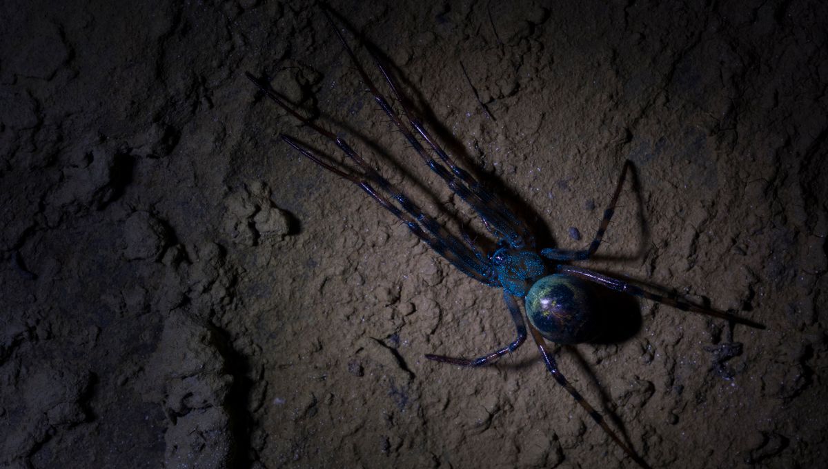 What Are Mine Spiders? The Variety Of Spooky Arachnids That Inhabit Abandoned Caves