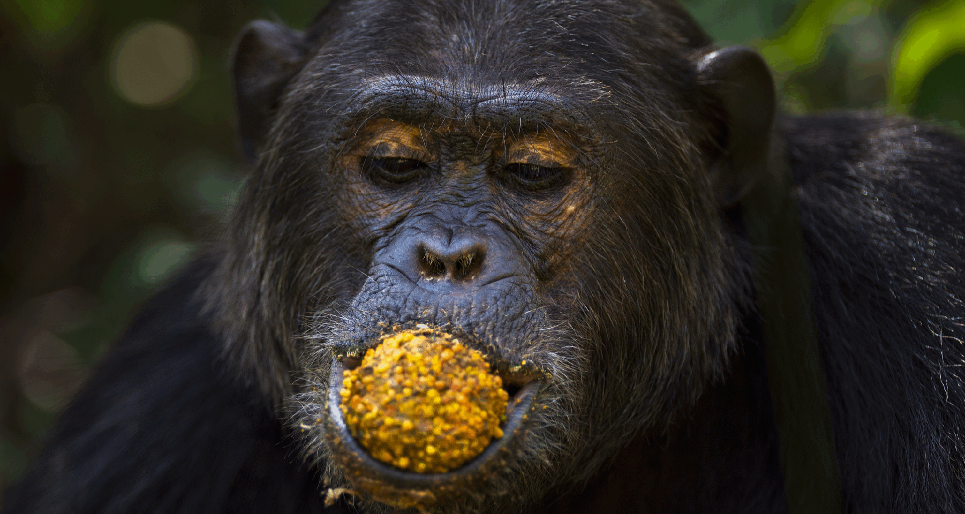 Study finds wild chimps eating fermenting fruit get a surprising slug of alcohol - news.cgtn.com