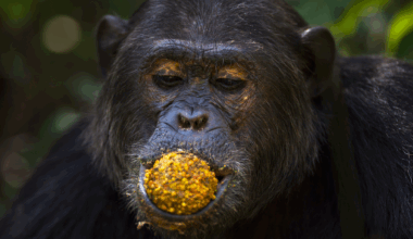 Study finds wild chimps eating fermenting fruit get a surprising slug of alcohol - news.cgtn.com