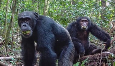 Two male chimpanzees eating the plum-like fruit of the evergreen Parinari excelsa tree at Taï National Park in the Ivory Coast in 2021.