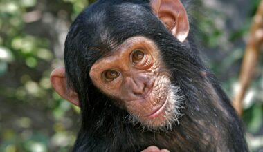 Chimpanzee