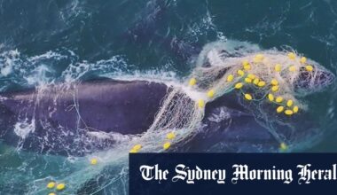 Calls for shark net ban after five whales caught in a single week