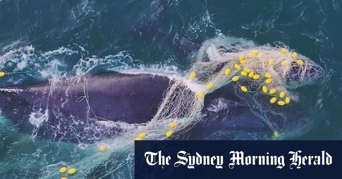 Calls for shark net ban after five whales caught in a single week
