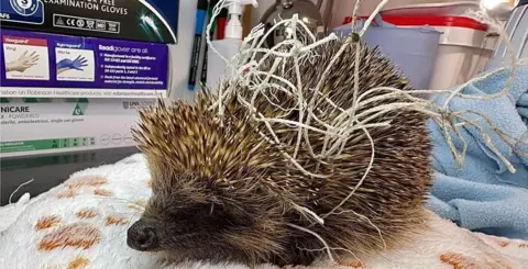 Sharon Longhurst A hedgehog sits on a white blanket. It is tangled up in a football net.