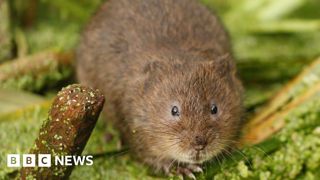 Water voles reintroduced to River Lea after 20 years