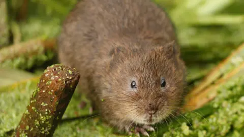 Paul Thrush A brown water vole, looking at the camera, by a riverbank, with vegetation in the image. 