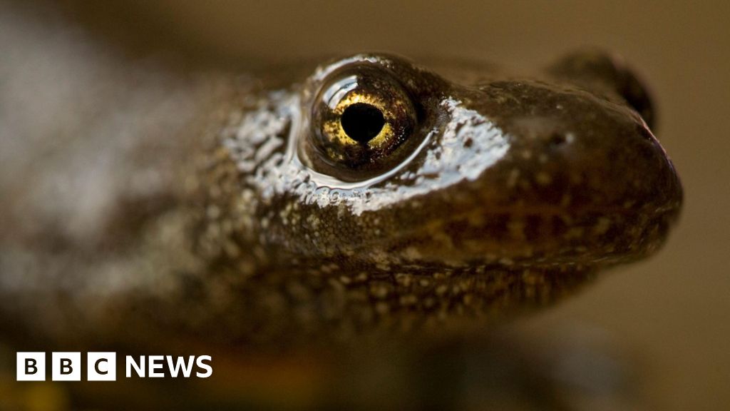 Melrose golf course swings into action to protect newts