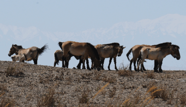Live: Witness the return of Przewalski's horses to the wild