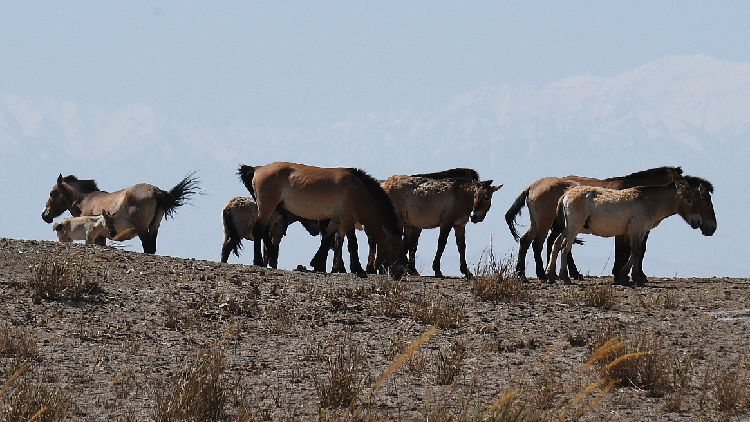Live: Witness the return of Przewalski's horses to the wild